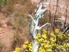 Nidorella hottentotica