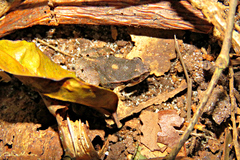 Physalaemus cuvieri