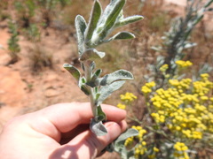 Nidorella hottentotica