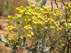 Nidorella hottentotica