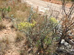 Nidorella hottentotica