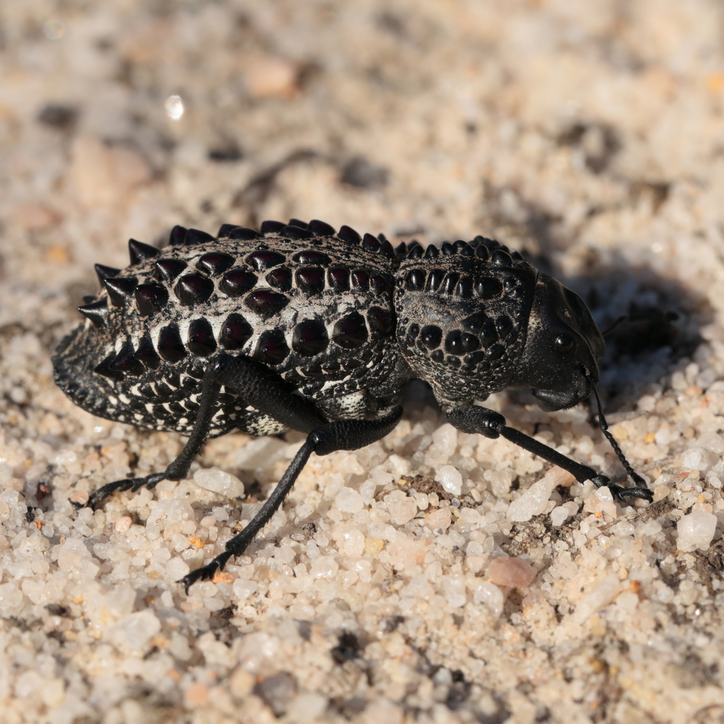 知る人ぞ知る！オーストラリアの異形ゾウムシGagatophorus！ Gagatophorus tibialis · iNaturalist