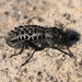 Gagatophorus tibialis - Photo (c) tobyyy, alguns direitos reservados (CC BY-SA), uploaded by tobyyy