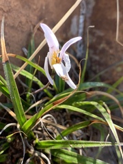 Xerophyta schlechteri