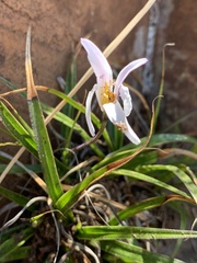 Xerophyta schlechteri