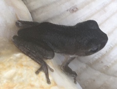 Hyla femoralis