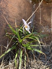 Xerophyta schlechteri