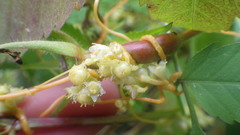 Cuscuta monogyna