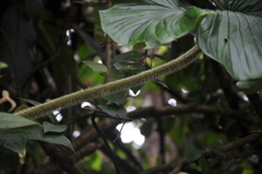 Philodendron verrucosum