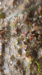 Elatine macropoda