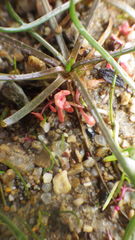Elatine macropoda