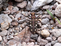 Cicindela sedecimpunctata
