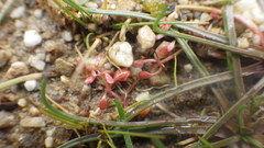 Elatine macropoda