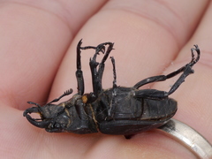 Lucanus mazama