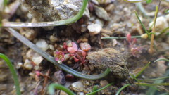 Elatine macropoda