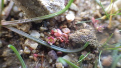 Elatine macropoda