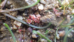 Elatine macropoda