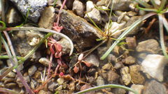 Elatine macropoda