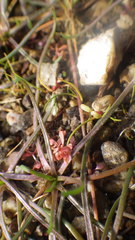 Elatine macropoda