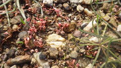 Elatine macropoda