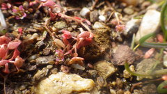 Elatine macropoda