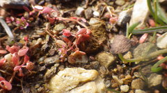 Elatine macropoda