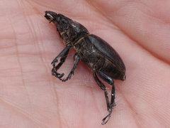 Lucanus mazama