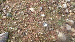 Elatine macropoda