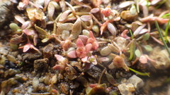 Elatine macropoda