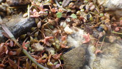 Elatine macropoda
