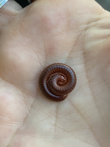 Rusty Millipede photo 6