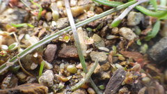 Elatine macropoda
