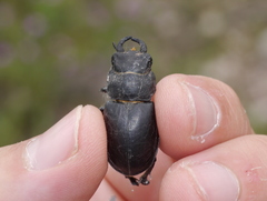 Lucanus mazama
