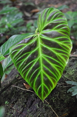 Philodendron verrucosum