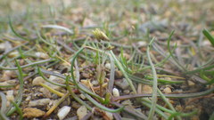 Littorella uniflora