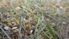 Littorella uniflora