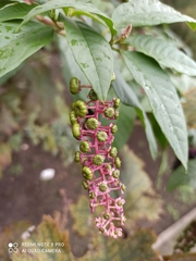 Macleaya microcarpa