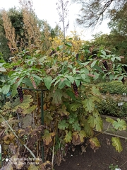 Macleaya microcarpa