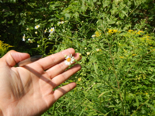 Symphyotrichum lanceolatum var. hirsuticaule