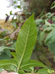 Macleaya microcarpa
