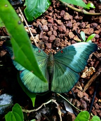 Dophla evelina
