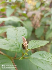 Macleaya microcarpa