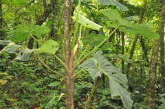 Philodendron verrucosum