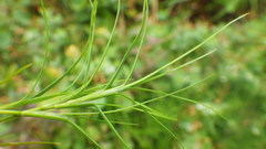 Isolepis fluitans