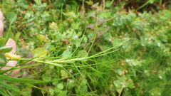 Isolepis fluitans