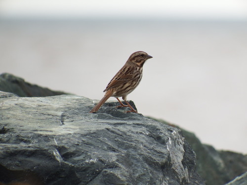 Melospiza melodia image