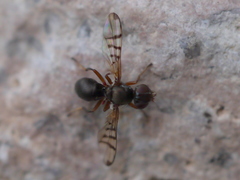 Rivellia occulta