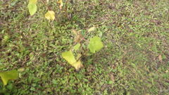 Xanthium orientale orientale