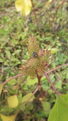 Xanthium orientale orientale