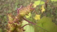 Xanthium orientale orientale